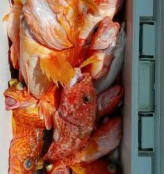 長栄丸(静岡) 釣果