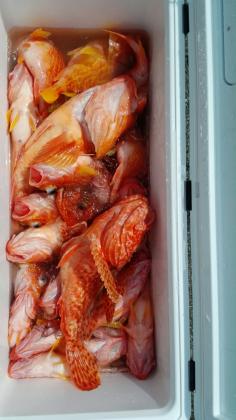 長栄丸(静岡) 釣果