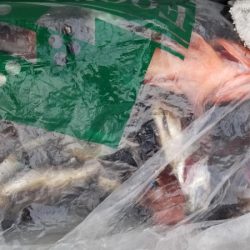 オーフリー 釣果