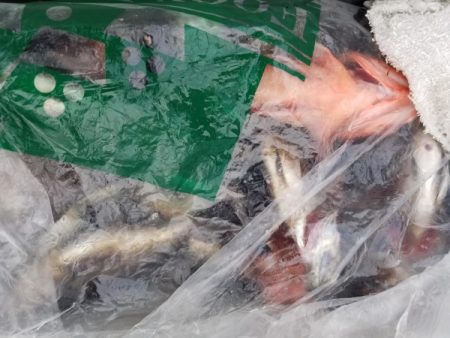 オーフリー 釣果