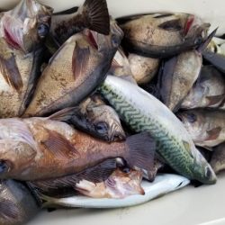 オーフリー 釣果