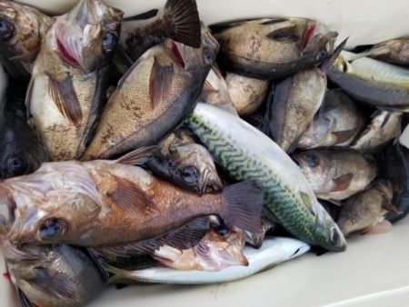 オーフリー 釣果