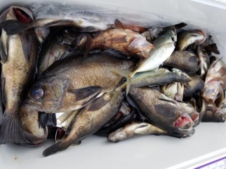 オーフリー 釣果