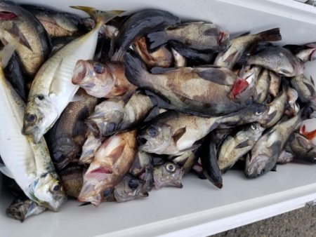 オーフリー 釣果