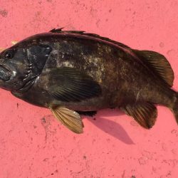 第八平成丸 釣果