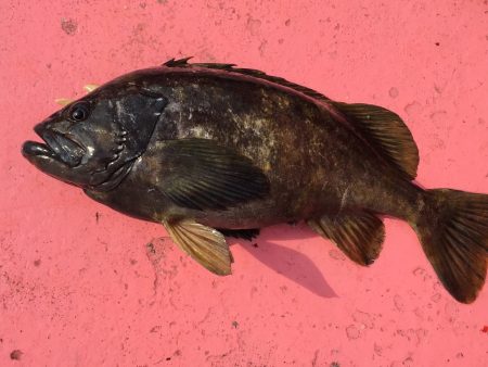 第八平成丸 釣果