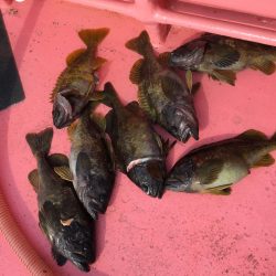 第八平成丸 釣果