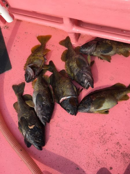 第八平成丸 釣果