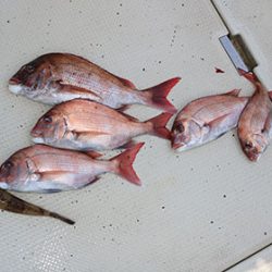 松本釣船2 釣果