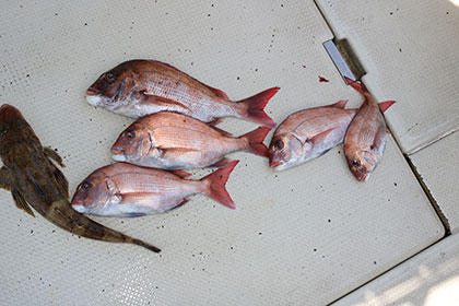 松本釣船2 釣果