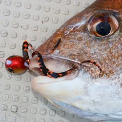 松本釣船2 釣果