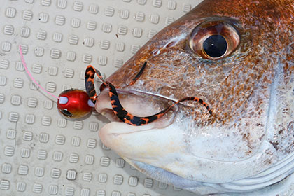 松本釣船2 釣果