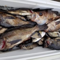 オーフリー 釣果