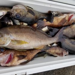 オーフリー 釣果