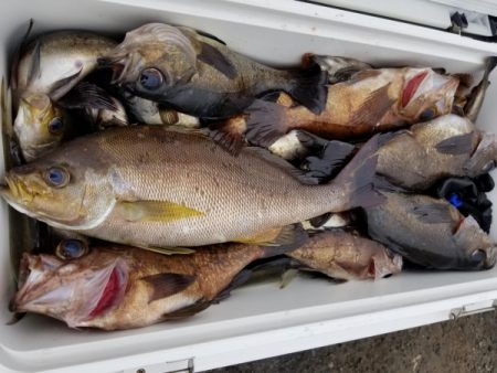 オーフリー 釣果