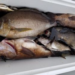 オーフリー 釣果