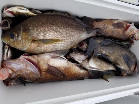 オーフリー 釣果