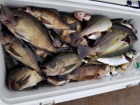 オーフリー 釣果