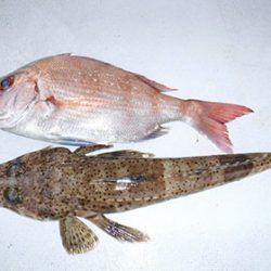 松本釣船２ 釣果