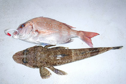 松本釣船２ 釣果