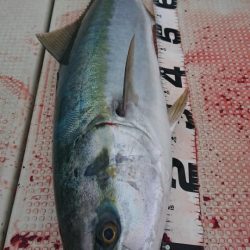 オーフリー 釣果