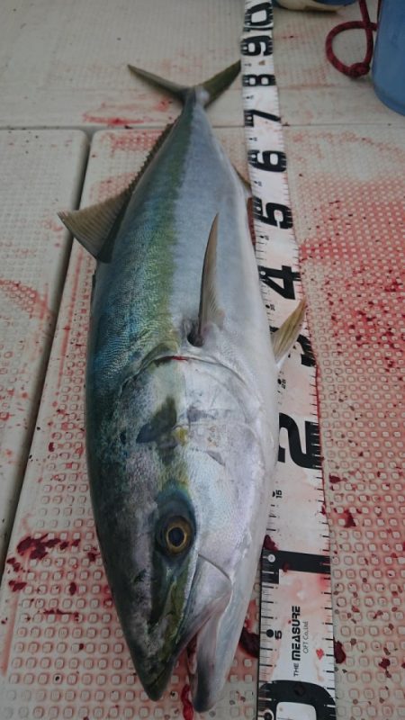 オーフリー 釣果