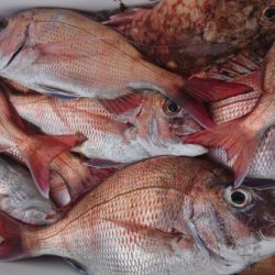 オーフリー 釣果