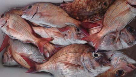 オーフリー 釣果