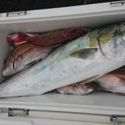 オーフリー 釣果