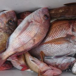 オーフリー 釣果