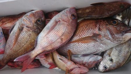 オーフリー 釣果