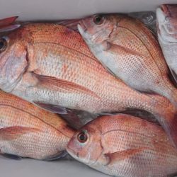 オーフリー 釣果