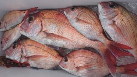 オーフリー 釣果