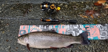 フィッシング サンクチュアリ 釣果