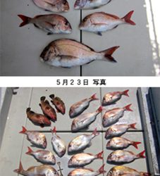 来温丸(らいおんまる) 釣果