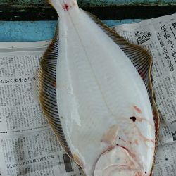 明神釣船 釣果