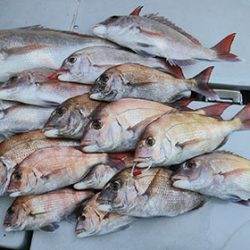 松本釣船２ 釣果