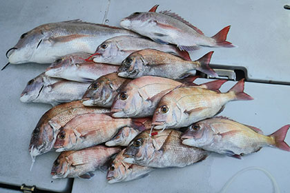 松本釣船２ 釣果