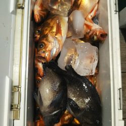 モンロー号 釣果