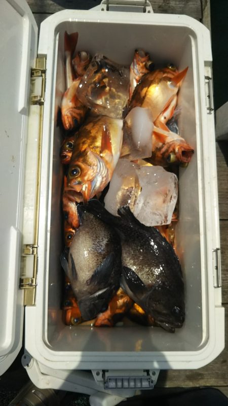 モンロー号 釣果