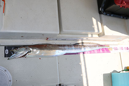 松本釣船２ 釣果