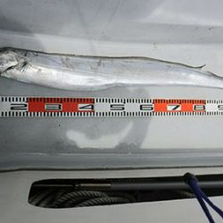 松本釣船２ 釣果