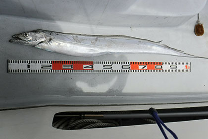 松本釣船２ 釣果