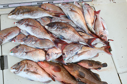 松本釣船2 釣果