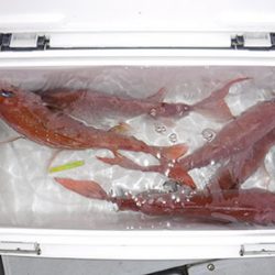 松本釣船2 釣果