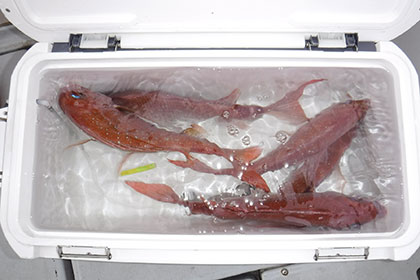 松本釣船2 釣果