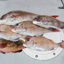 松本釣船2 釣果