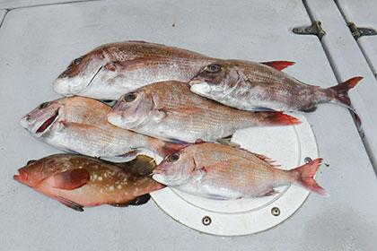 松本釣船2 釣果