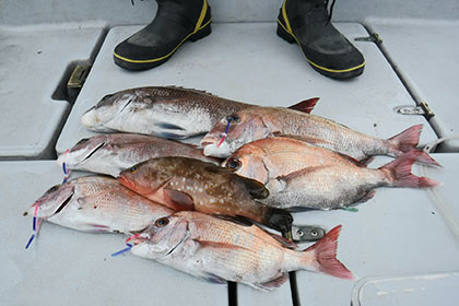 松本釣船2 釣果