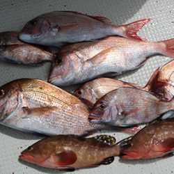 松本釣船２ 釣果